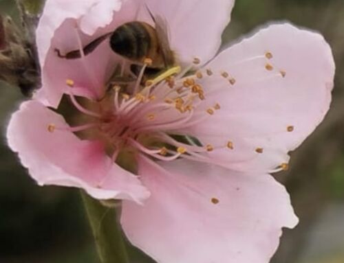 „Csak azt tudod irányítani, amit mérsz” – Miért az ISO 9001 a céged legjobb befektetése?